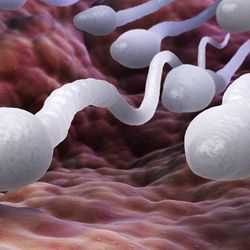 3D rendering of sperm cells rushing through a fleshy passage