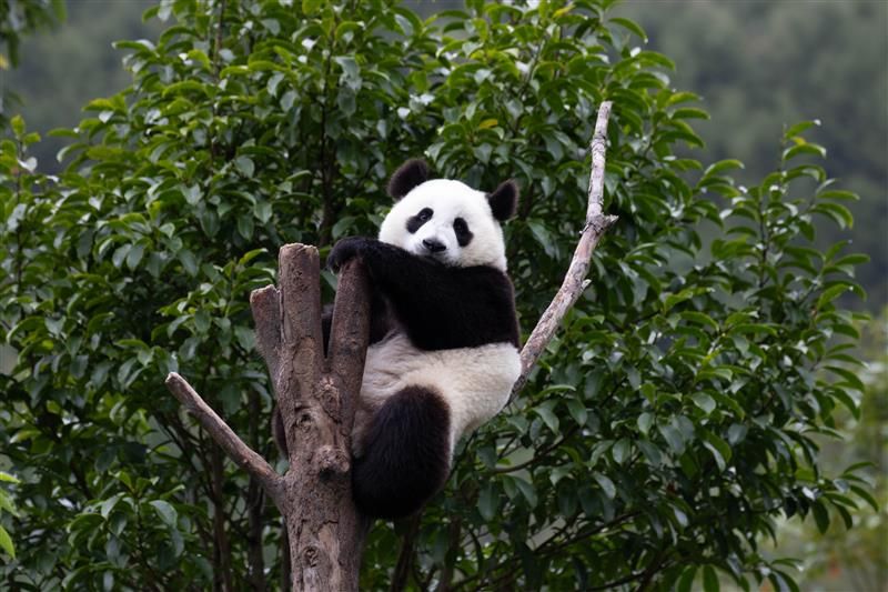 A photo of a giant panda lounging in a tree top. The tree has been cut so only its trunk and a few trimmed branches are left. The bear is sat with one of the branches under it as a seat, while it rests its paws on the main trunk in front of it, like it is at the table. 