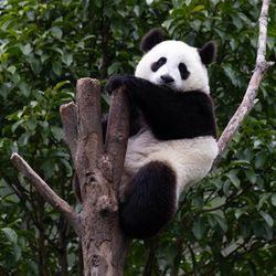 A photo of a giant panda lounging in a tree top. The tree has been cut so only its trunk and a few trimmed branches are left. The bear is sat with one of the branches under it as a seat, while it rests its paws on the main trunk in front of it, like it is at the table. 