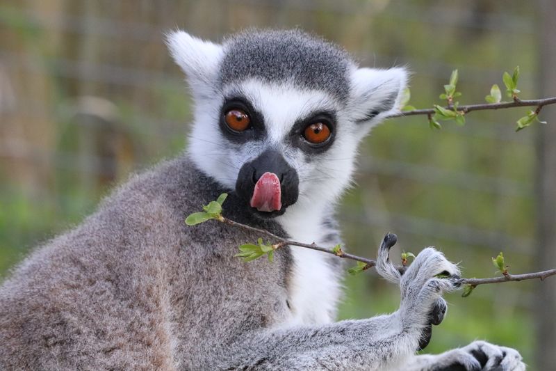 ring-tailed lemur with its tongue sticking out