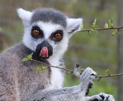 ring-tailed lemur with its tongue sticking out