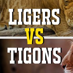 A liger and tigon 