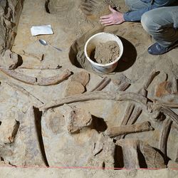 Mammoth skeletons wine cellar