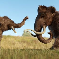  A 3D illustration of a Woolly Mammoth and a baby in a grassy field.  