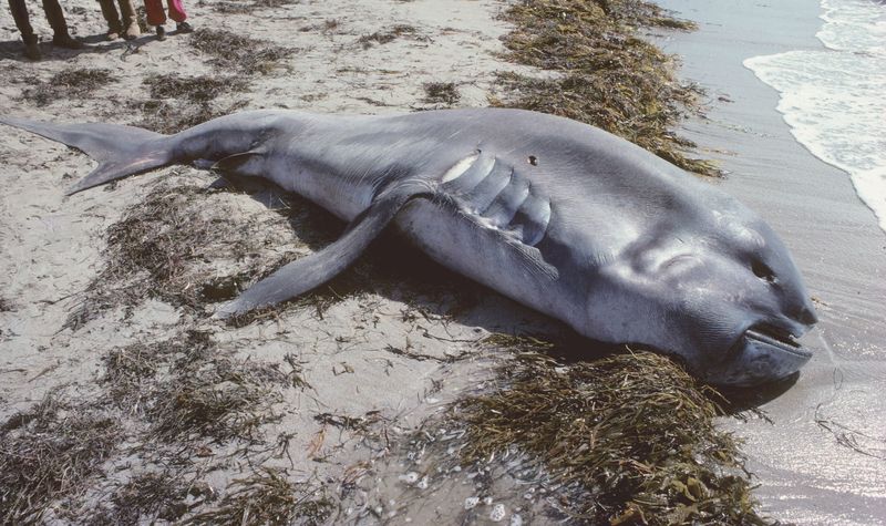 Huge dead body of a megamouth shark on a beach with seaweed and sand