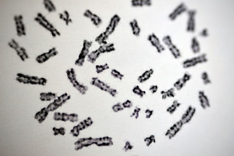 Neanderthal genome