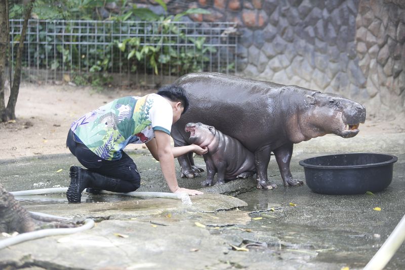 Moo Deng the pygmy hippo receives some scratches from her keeper. She is sat next to her mum who is eating from a large black tub.