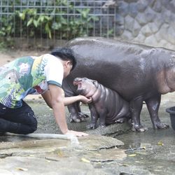 Moo Deng the pygmy hippo receives some scratches from her keeper. She is sat next to her mum who is eating from a large black tub.