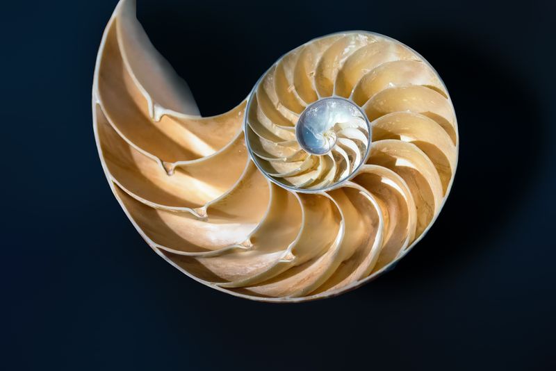 nautilus shell