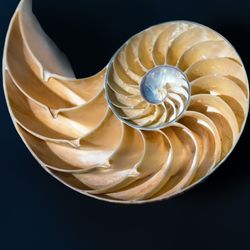 nautilus shell