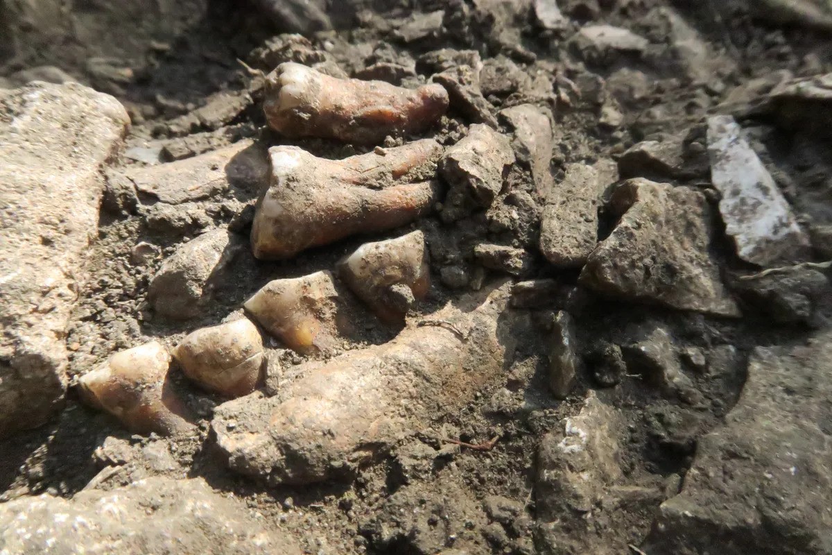 Fossilized bones of a Neanderthal called Thorin in Grotte Mandrin, a cave in the Rhône Valley of France