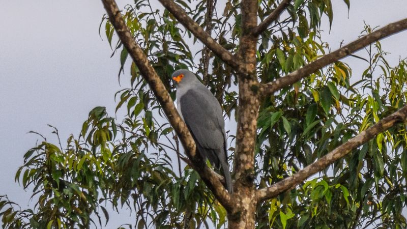 new britain goshawk