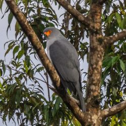 new britain goshawk