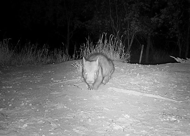 a juvenile Northern Hairy-nosed Wombat strolling around Richard Underwood Nature Refuge (RUNR) in south-west Queensland, Australia