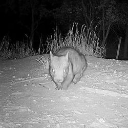 a juvenile Northern Hairy-nosed Wombat strolling around Richard Underwood Nature Refuge (RUNR) in south-west Queensland, Australia