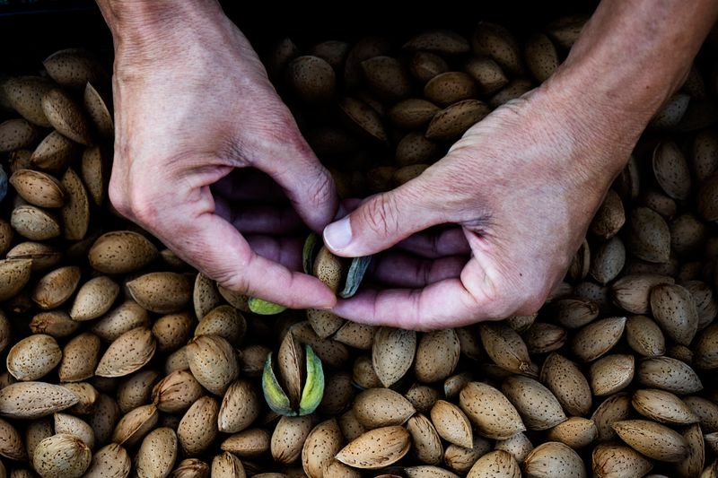 Pair of hands removing the green hull of almonds above a big pile of almonds