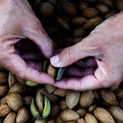 Pair of hands removing the green hull of almonds above a big pile of almonds