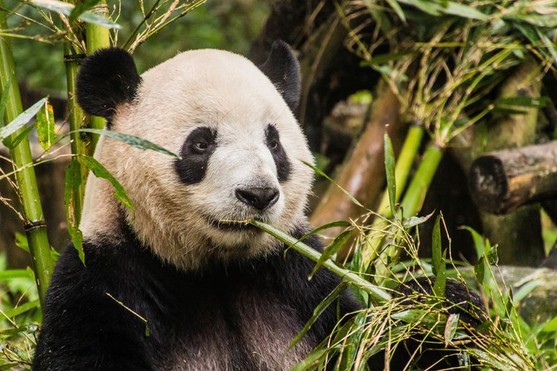 Giant Panda (Ailuropoda melanoleuca) eating bamboo at the Giant Panda Breeding Research Base in Chengdu, China