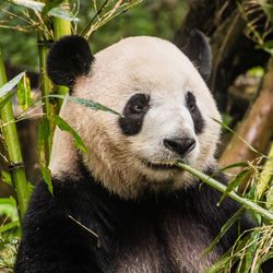 Giant Panda (Ailuropoda melanoleuca) eating bamboo at the Giant Panda Breeding Research Base in Chengdu, China