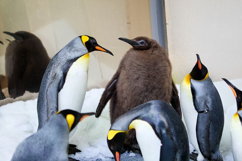 a group of king penguins, featuring a large chick in the middle