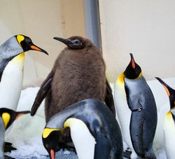 a group of king penguins, featuring a large chick in the middle