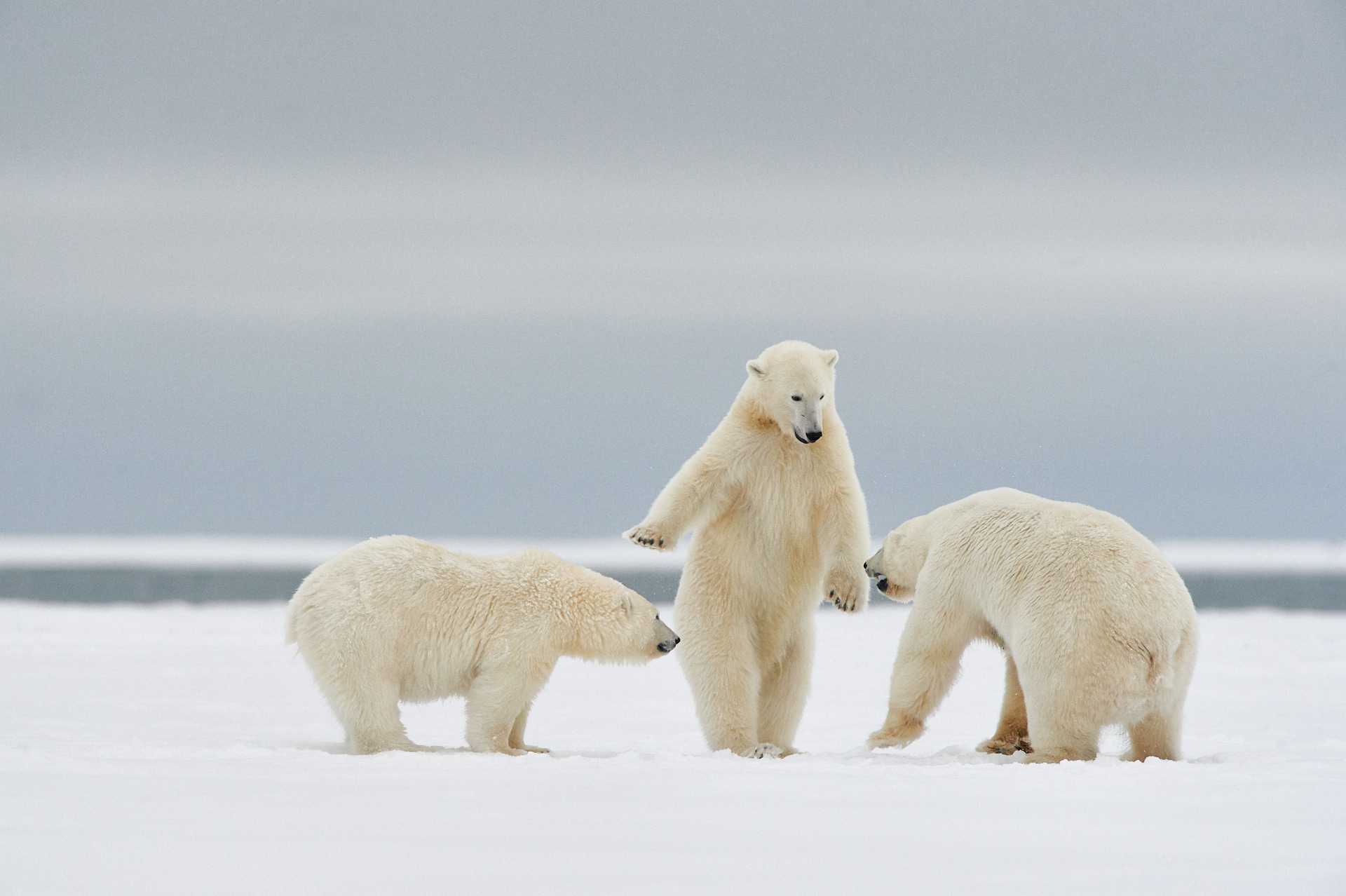 "Easy fellas - Hajime!": Two polar bears appear to be starting a fight, while a third bear watches cautious.