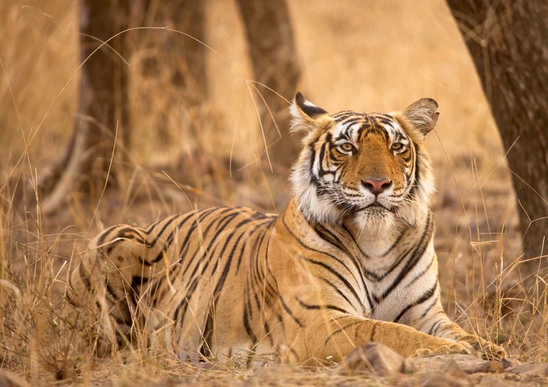 Photograph of bengal tiger Riddhi laying down in brown grass among trees, paws out in front of her, looking calm