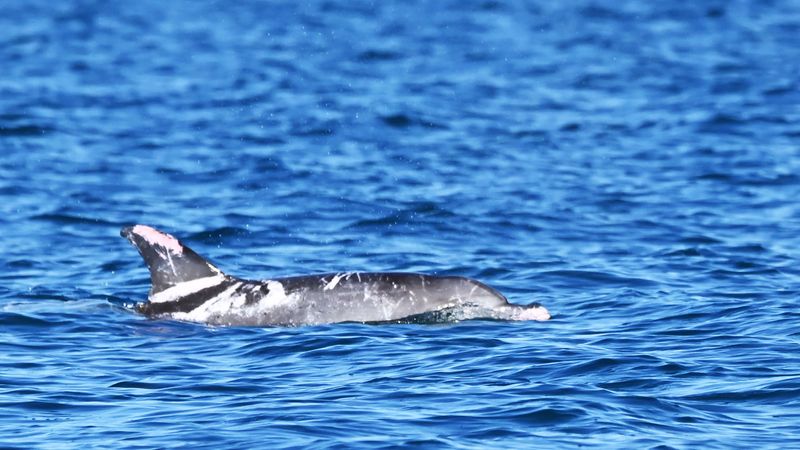 Photograph of Speckles the piebald dolphin swimming in the water