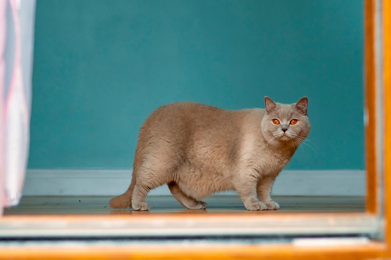 Cute British short hair cat with light brown fur walking in a room with blue color wall. Chubby and loveable pet of the house. Looking at the viewer.