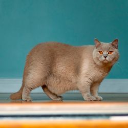 Cute British short hair cat with light brown fur walking in a room with blue color wall. Chubby and loveable pet of the house. Looking at the viewer.