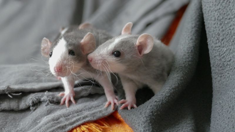 two grey and white rats on a grey fleece blanket