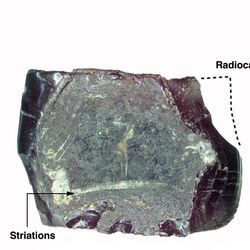 Tree resin artifact excavated from Mololo Cave, dated to 50,000-55,000 years old