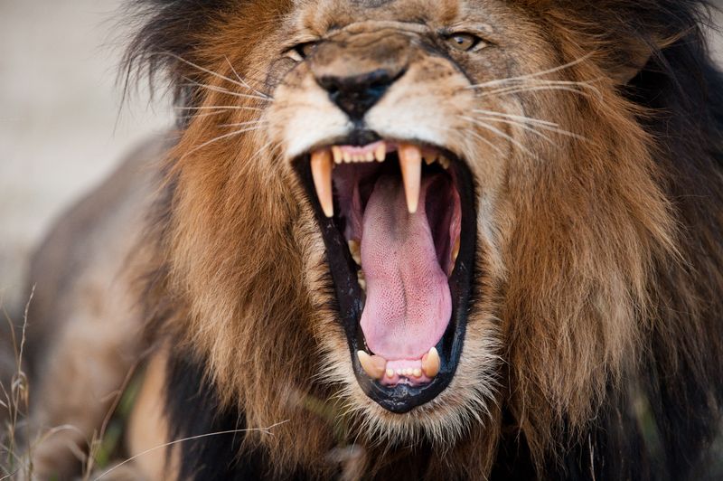 Close-up of male lion roaring