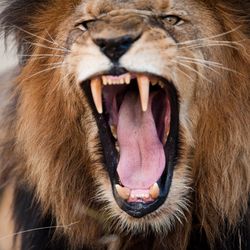 Close-up of male lion roaring