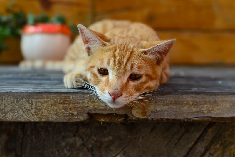 Ginger cat lies on the edge of a step with a very sad facial expression. There is a red and white plant pot in the background with green leaves.