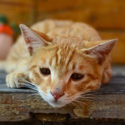 Ginger cat lies on the edge of a step with a very sad facial expression. There is a red and white plant pot in the background with green leaves.