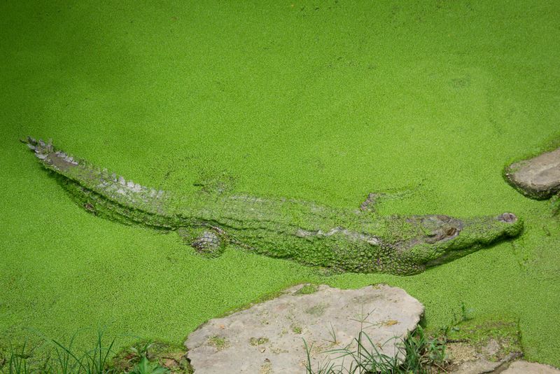 Saltwater crocodile swimming in algae