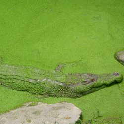 Saltwater crocodile swimming in algae