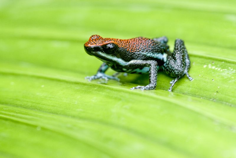 The sanguine poison frog is a Batesian mimic.