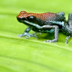 The sanguine poison frog is a Batesian mimic.