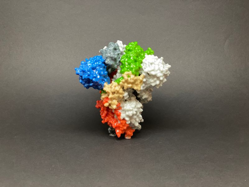 3D print of a spike protein on the surface of SARS-CoV-2—also known as 2019-nCoV, the virus that causes COVID-19. Spike proteins cover the surface of SARS-CoV-2 and enable the virus to enter and infect human cells.