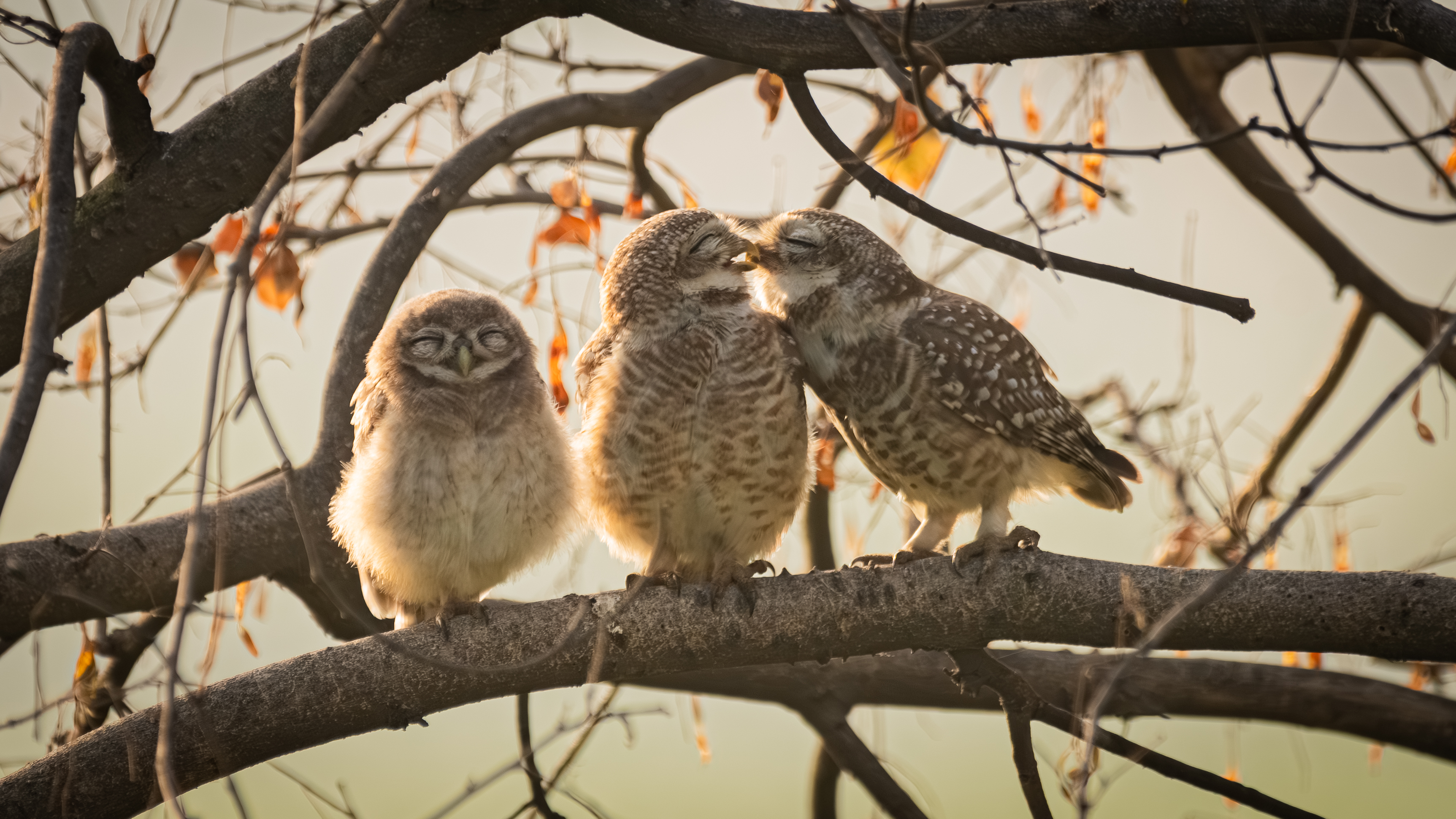 two owlets trying to get some privacy as their little offspring stood next to them with a grin shut eyes.