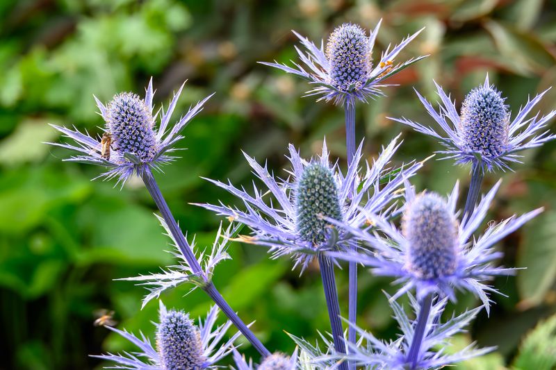 specimen of a sea holly plant, scientific name Eryngium. The stems and spiny flowers, which resemble thistles, are a bright blue colour.