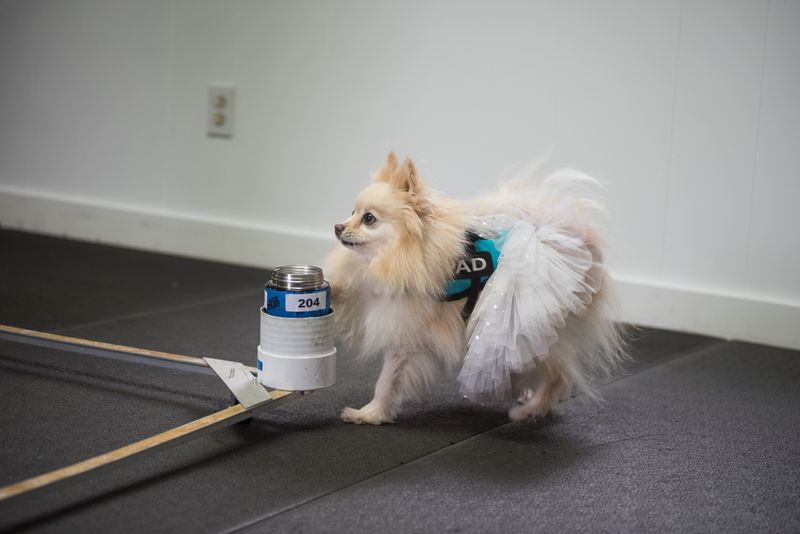 a small, sandy colored dog wearing a tutu and a blue harness sniffing a sample contained in a grey and blue jar