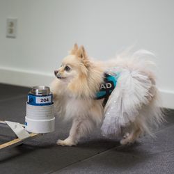 a small, sandy colored dog wearing a tutu and a blue harness sniffing a sample contained in a grey and blue jar