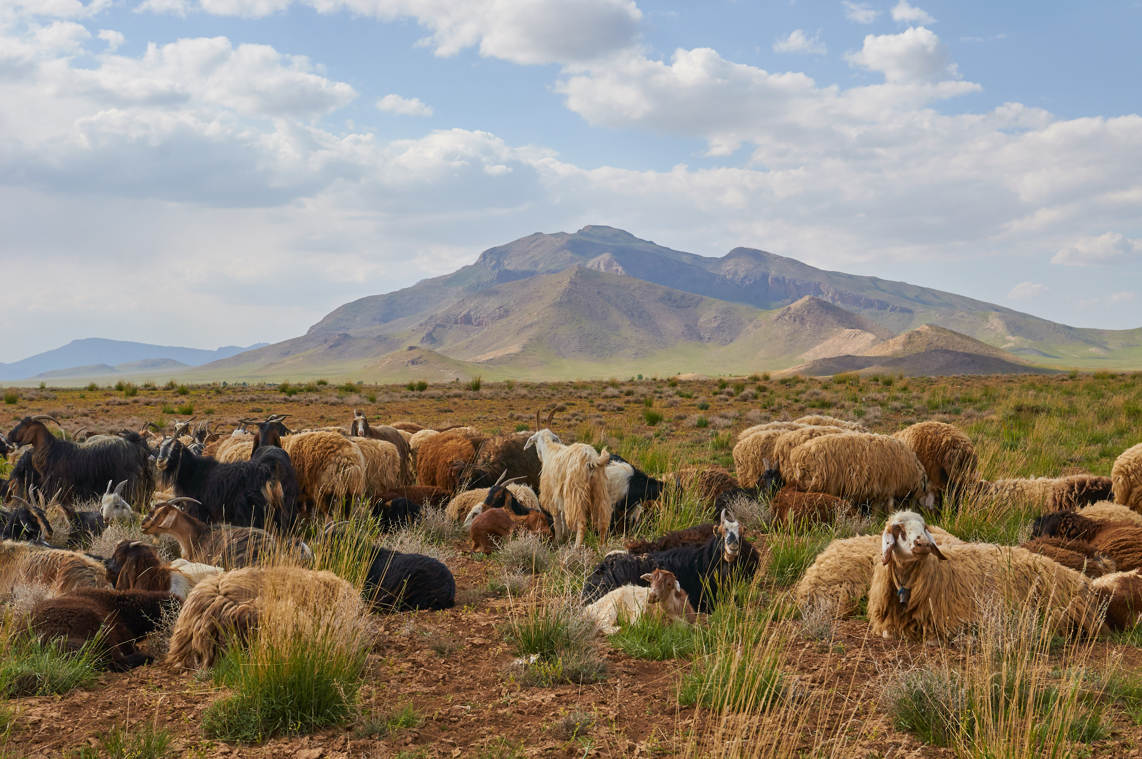 Goats chill out in the Zagros Mountains of southwest Iran.