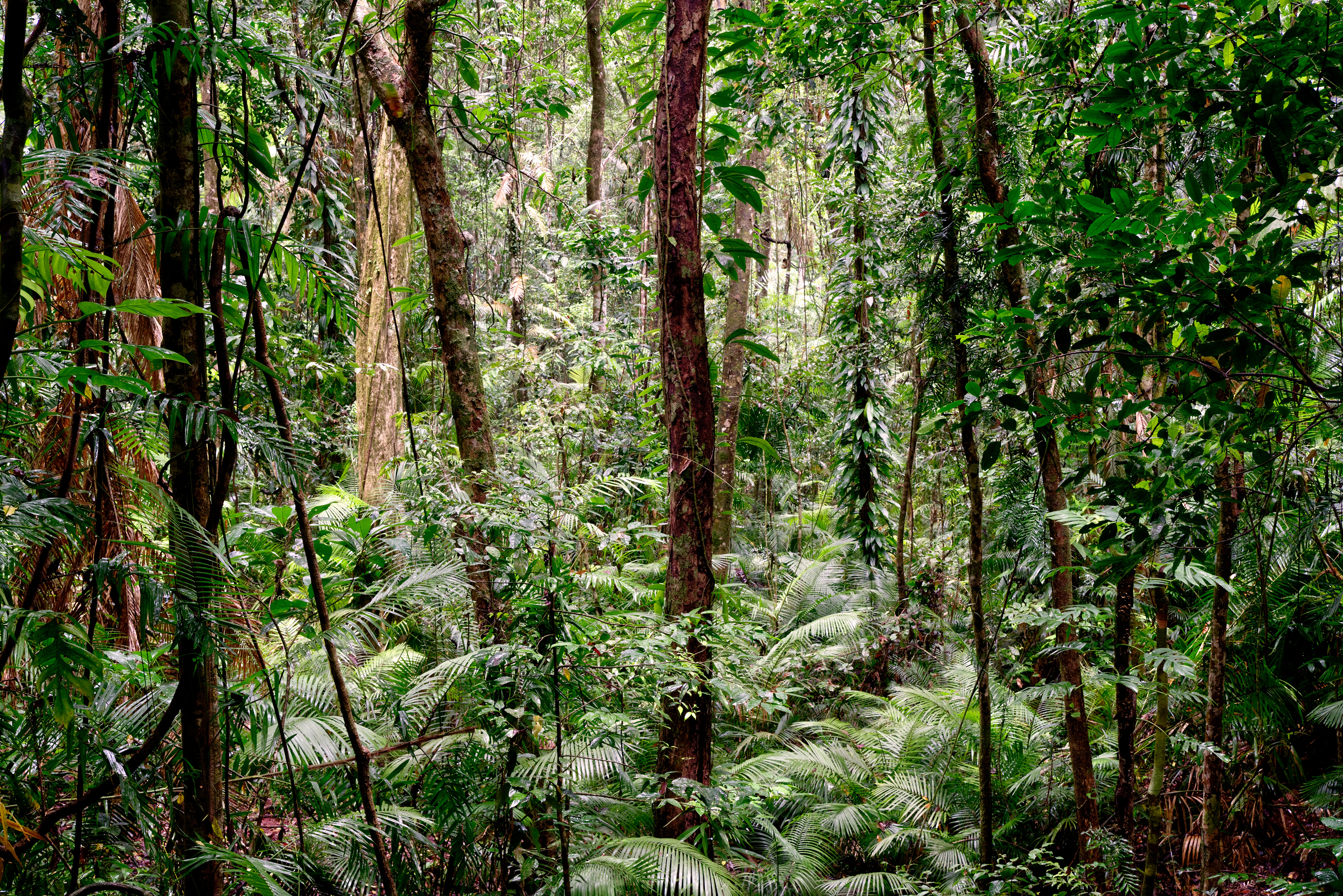 Rainforest in the Daintree National Park, Far North Queensland, Australia