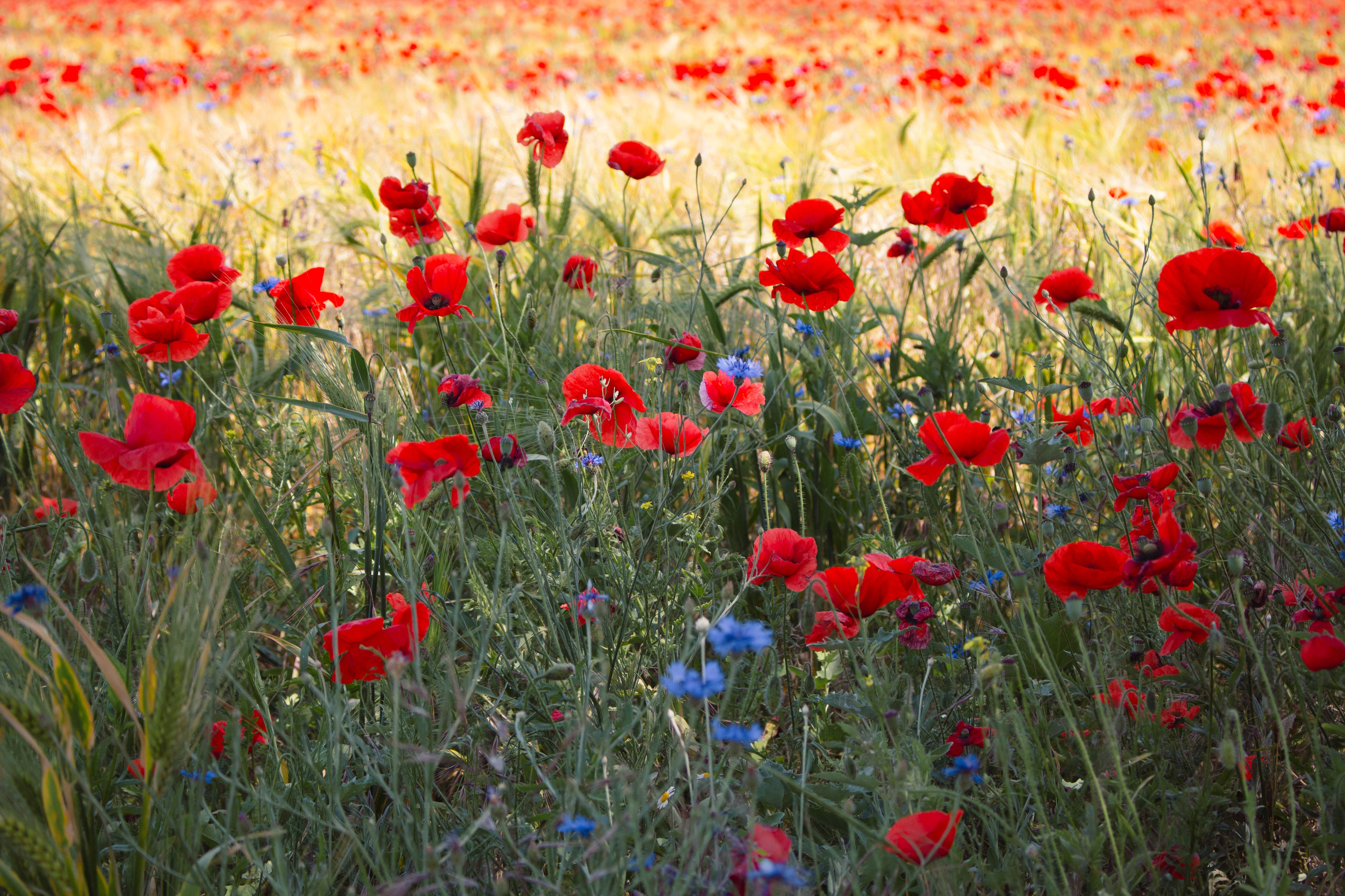 meadow of mostly red poppies with some blue cornflowers mixed in