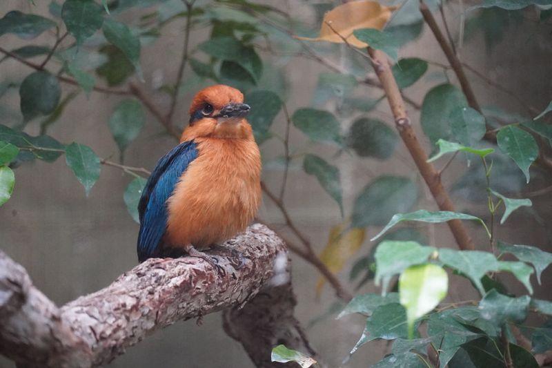 Pretty orange and blue kingfisher on a branch