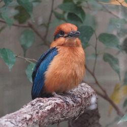 Pretty orange and blue kingfisher on a branch